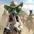Former visualization student helps establish the ‘look’ of ILM's ‘Rango’