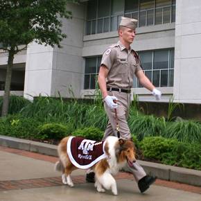 Sophomore CoSci student named handler of Aggie mascot Reveille