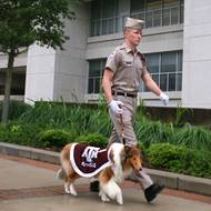 Sophomore CoSci student named handler of Aggie mascot Reveille